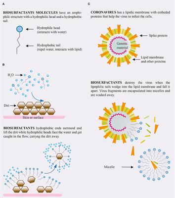 Biosurfactants: A Covid-19 Perspective